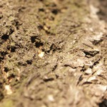 timber skin